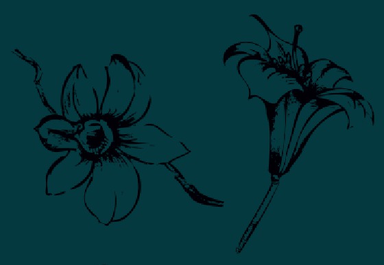 BOHEME BLEUE BOHEME BLEUE